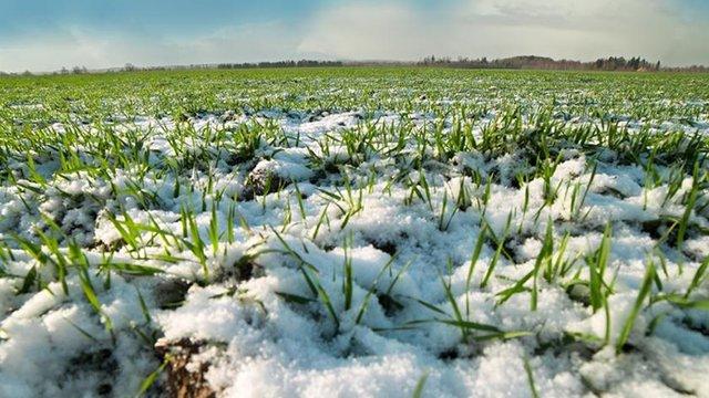 Стан сільськогосподарських культур нормальний, повторний посів озимих не знадобиться - міністр агрополітики.