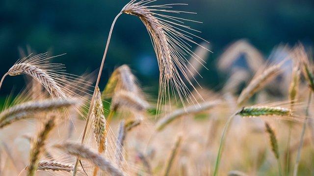 In February, grain exports lagged 2 million tons behind last year's figures, according to the Ministry of Agrarian Policy.